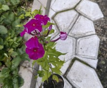 Продам лилию с закрытой корневой системой