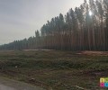 Почему так много леса вырубили на большом перекреётске?