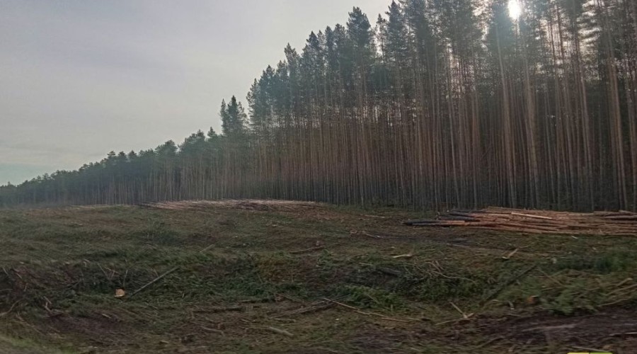 Почему так много леса вырубили на большом перекреётске?