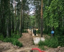 Столбы на смену соснам