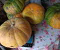Тыквы в продаже: 40 рублей за килограмм