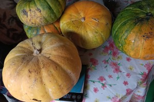 Тыквы в продаже: 40 рублей за килограмм