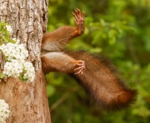В конце декабря подвели итоги конкурса Comedy Wildlife Photography Awards 2025 - самых забавных фотографий дикой природы