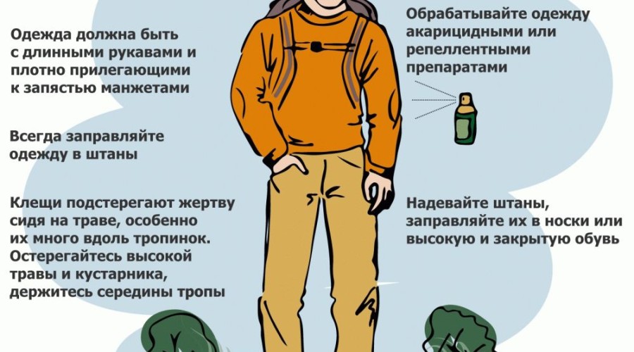 Клещи активизировались!