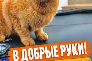 Обращаться к https://vk.ru/id480120936