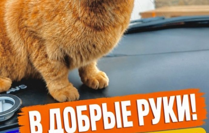 Обращаться к https://vk.ru/id480120936