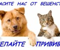 В Белоярском районе выявлен случай бешенства у лисы