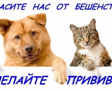 В Белоярском районе выявлен случай бешенства у лисы