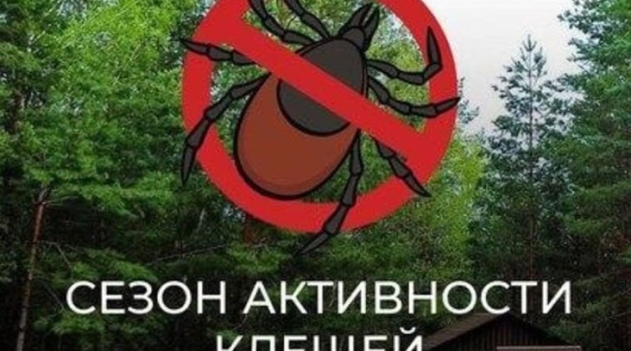 Клещи становятся всё активнее, а провести акарицидную обработку не позволяет погода
