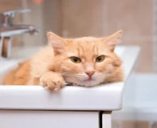 С 16.05.2024 по 16.06.2024 отключение горячего водоснабжения в частном секторе Заречного