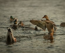 Определены победители IX международного проекта «Территория успеха: в объятиях природы»