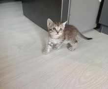 Отдам котят в добрые руки