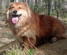 Лисик ищет дом