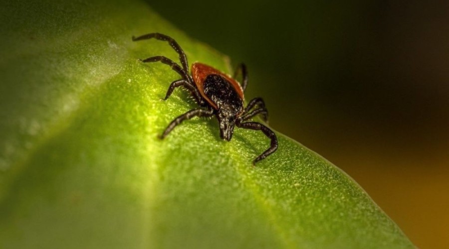 За две недели неделю клещи покусали 59 зареченцев