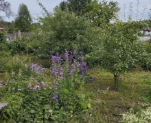 Продам сад 4,2 сотки СНТ Белый Яр