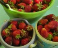 Продаю клубнику садовую