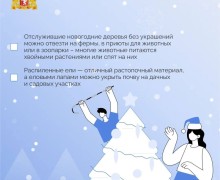 Свердловчане оформили в территориальных лесничествах покупку почти 13 тысяч елей и сосен, чтобы украсить свои дома к Новому году