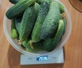 Продам огурцы