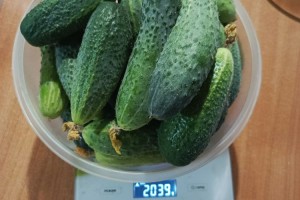 Продам огурцы
