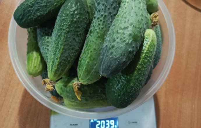 Продам огурцы