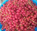 Продам смородину красную
