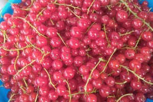Продам смородину красную
