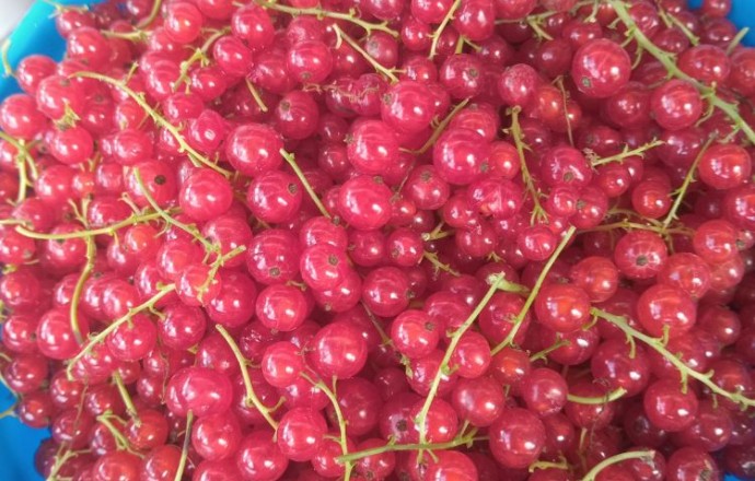 Продам смородину красную