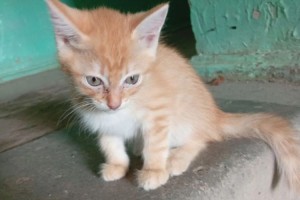Котенок срочно ищет дом