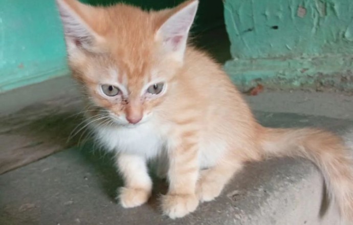Котенок срочно ищет дом