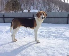 Слово Фемиды: за сбитую охотничью собаку автовладелец заплатит хозяину пса 115 тысяч рублей 