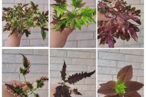 Продам черенки колеусов
