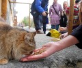«Мы читали, что Государственная Дума запретила кормить бездомных животных на улицах