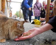 «Мы читали, что Государственная Дума запретила кормить бездомных животных на улицах