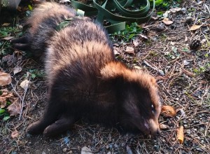 Из бетонного колодца спасли енота