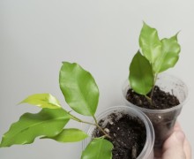 Продам традесканция, хлорофитум фикус