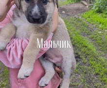 Срочно ищут дом щенки
