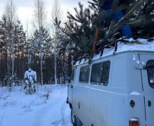 В ХРАМ ПОКРОВА ПРИВЕЗЛИ ЕЛКИ