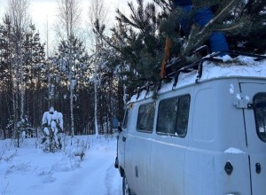 В ХРАМ ПОКРОВА ПРИВЕЗЛИ ЕЛКИ