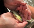 Осенью Белоярское водохранилище пополнится новыми мальками