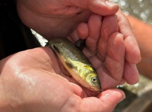 Осенью Белоярское водохранилище пополнится новыми мальками