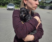 В Заречном на улице Победы обнаружена потерявшаяся собака