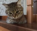 Потерялась кошка Лира в районе Инструментального