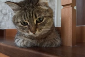 Потерялась кошка Лира в районе Инструментального