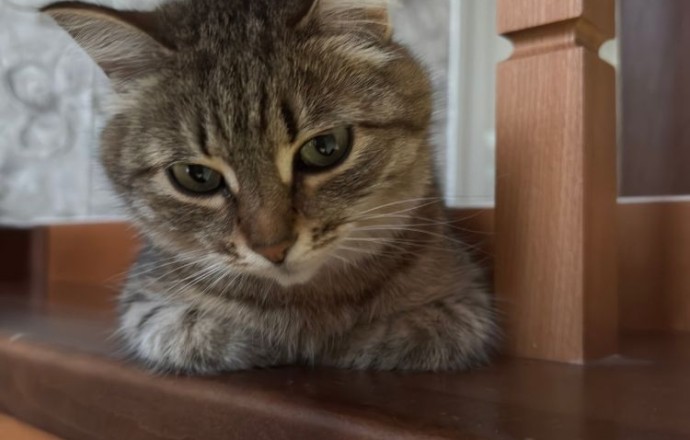 Потерялась кошка Лира в районе Инструментального