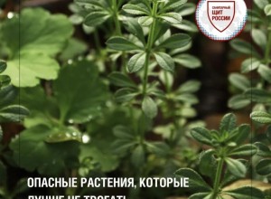 Прогулки на природе: какие растения могут быть опасны для здоровья