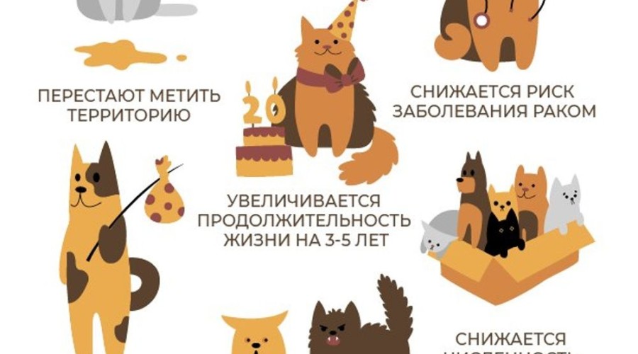 Зареченцы могут стерилизовать своих питомцев по льготной цене