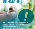 Осторожно: рыба из паводковых вод может быть опасна