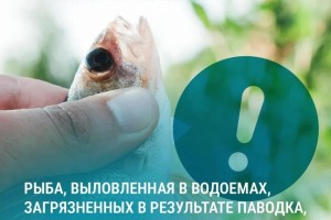 Осторожно: рыба из паводковых вод может быть опасна