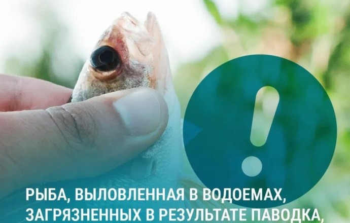 Осторожно: рыба из паводковых вод может быть опасна