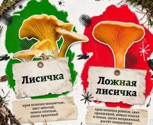 В лесах Свердловской области встречаются ядовитые грибы, опасные для здоровья